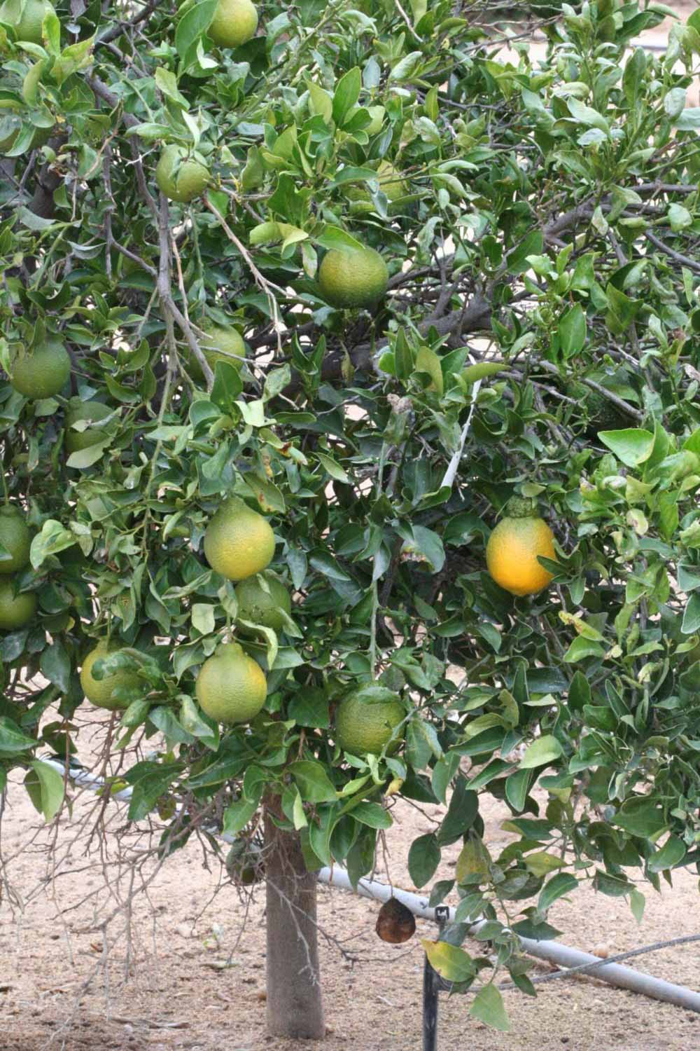            Habit (Riverside, CA)   